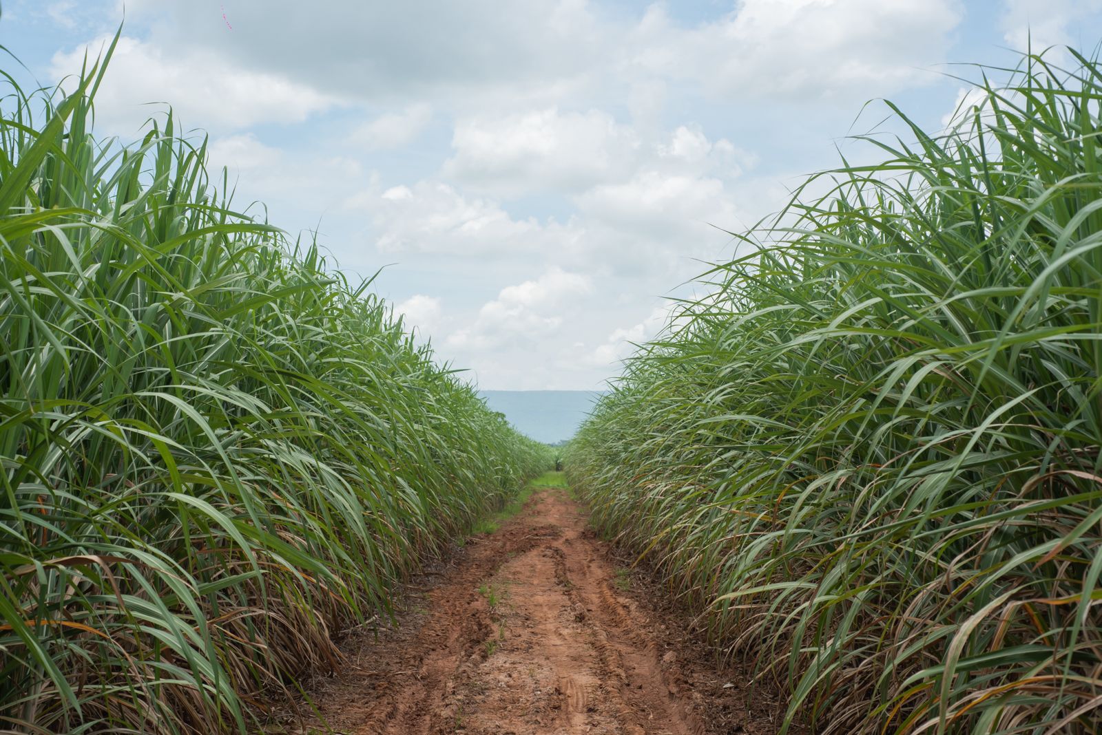 Sugarcane Farming Gaining Popularity In Gopalganj