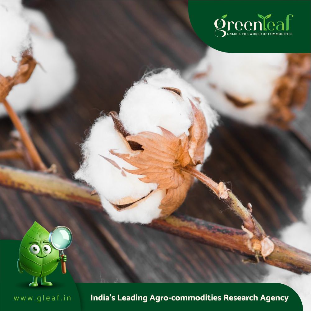 Cotton farming not catching on for lack of govt support: experts